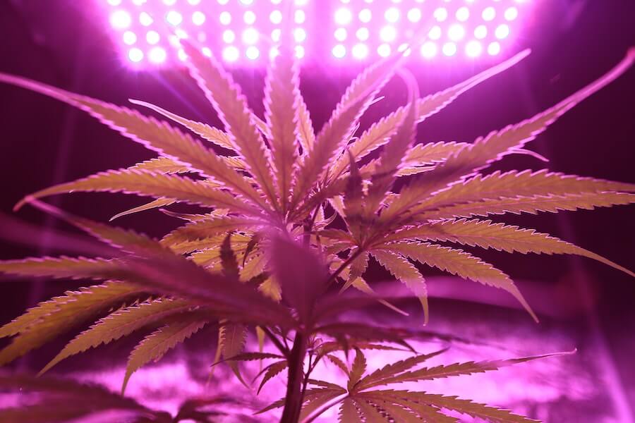 Grow plant with led grow light for Insufficient Sunlight