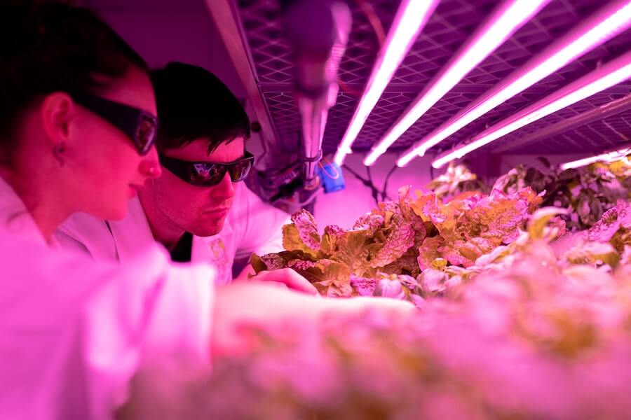 Researchers observe plants under indoor LED grow lights