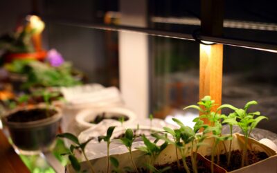 LED Plant Grow Lights Help You Solve The Problem Of Insufficient Sunlight