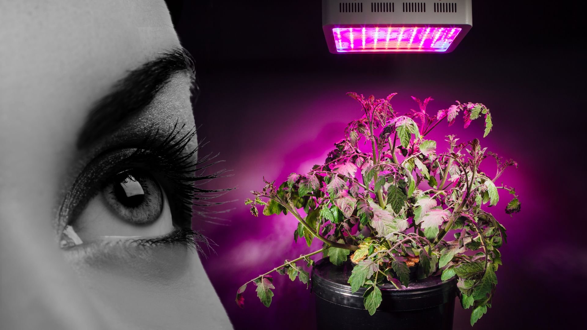 Are Grow Lights Bad for Your Eyes Safe?