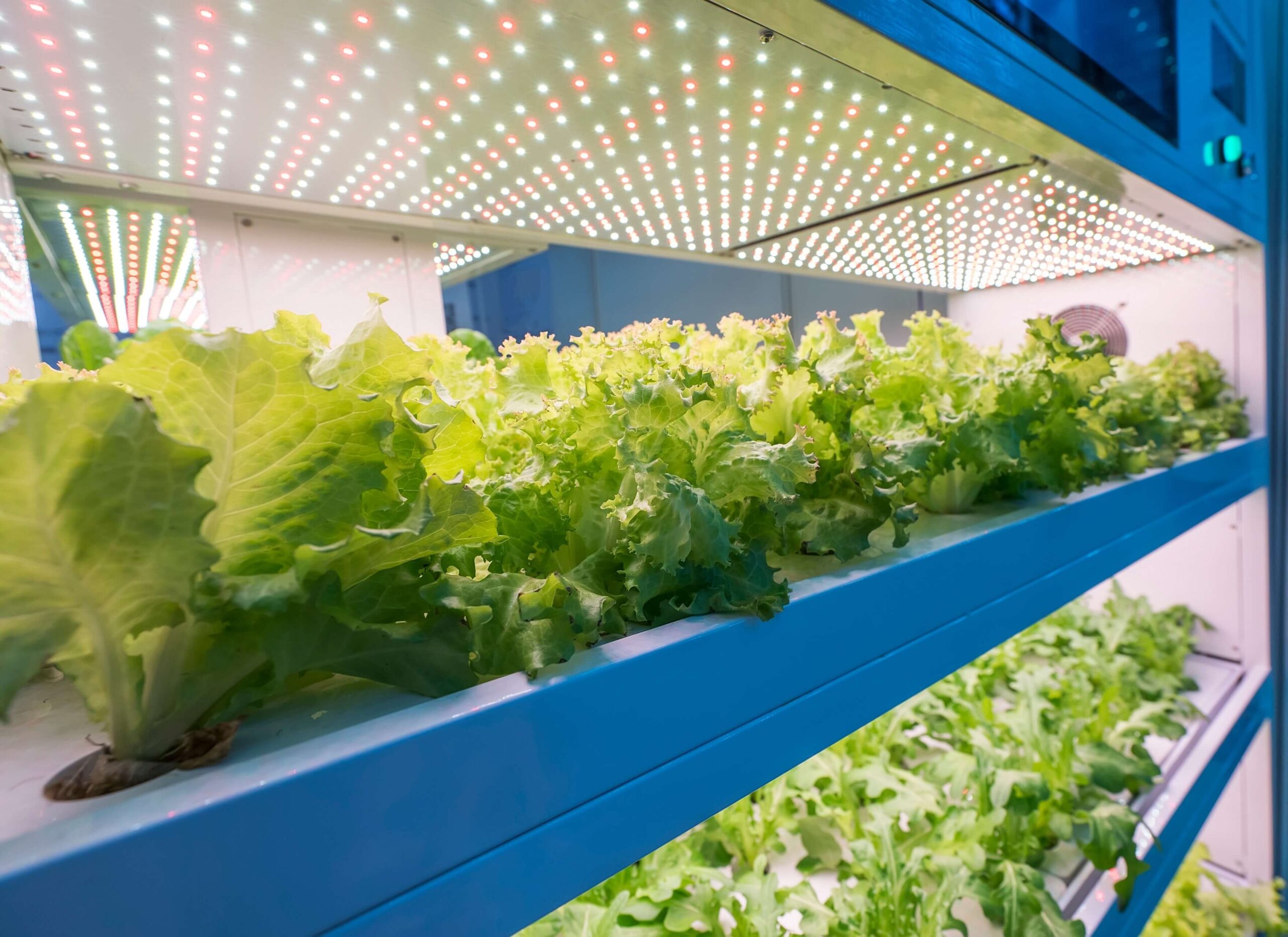 What Are Major Benefits Of LED Grow Lights In Horticulture?
