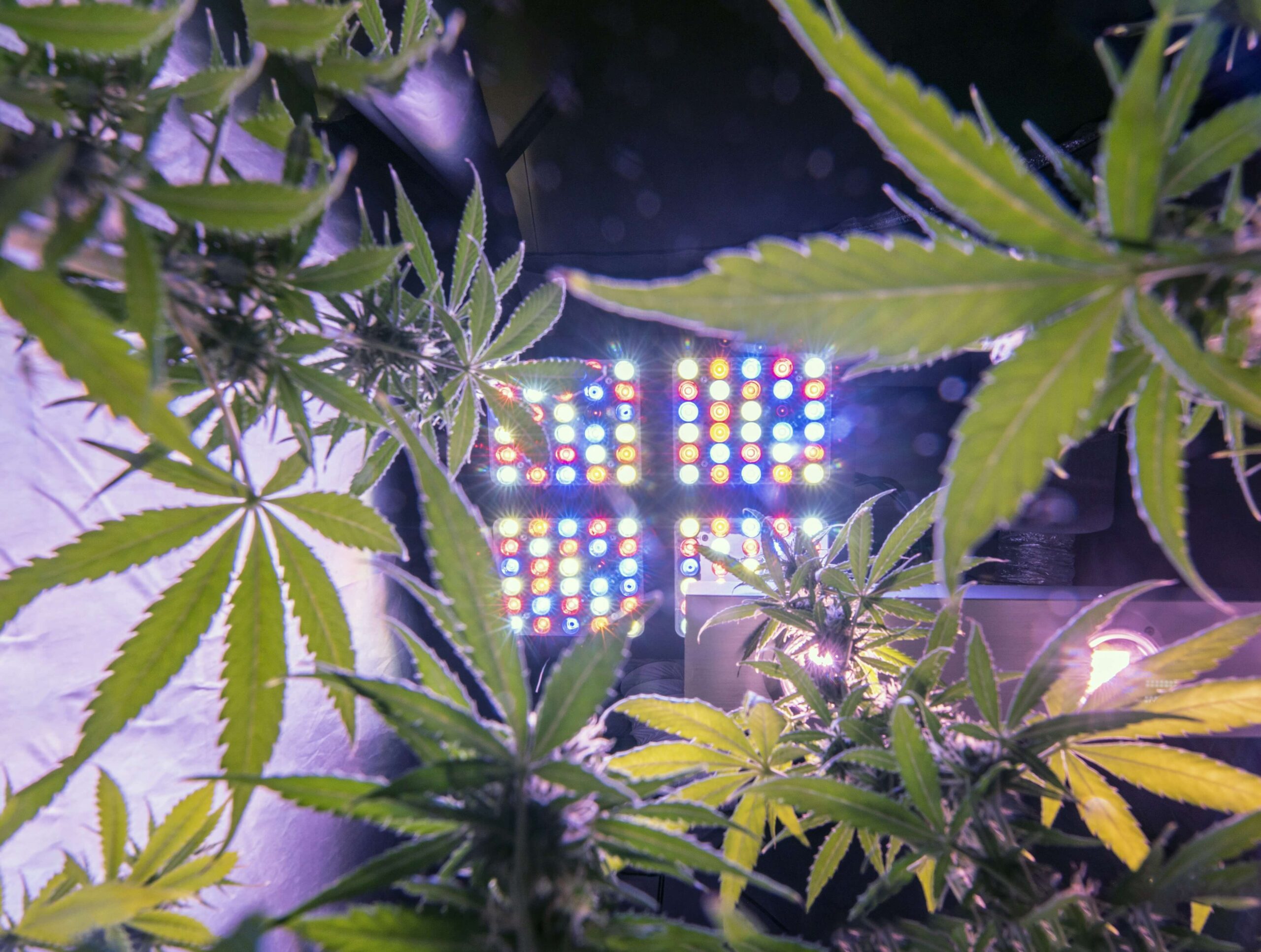 Choosing The Right LED Grow Light Based On Your Grow Tent Size