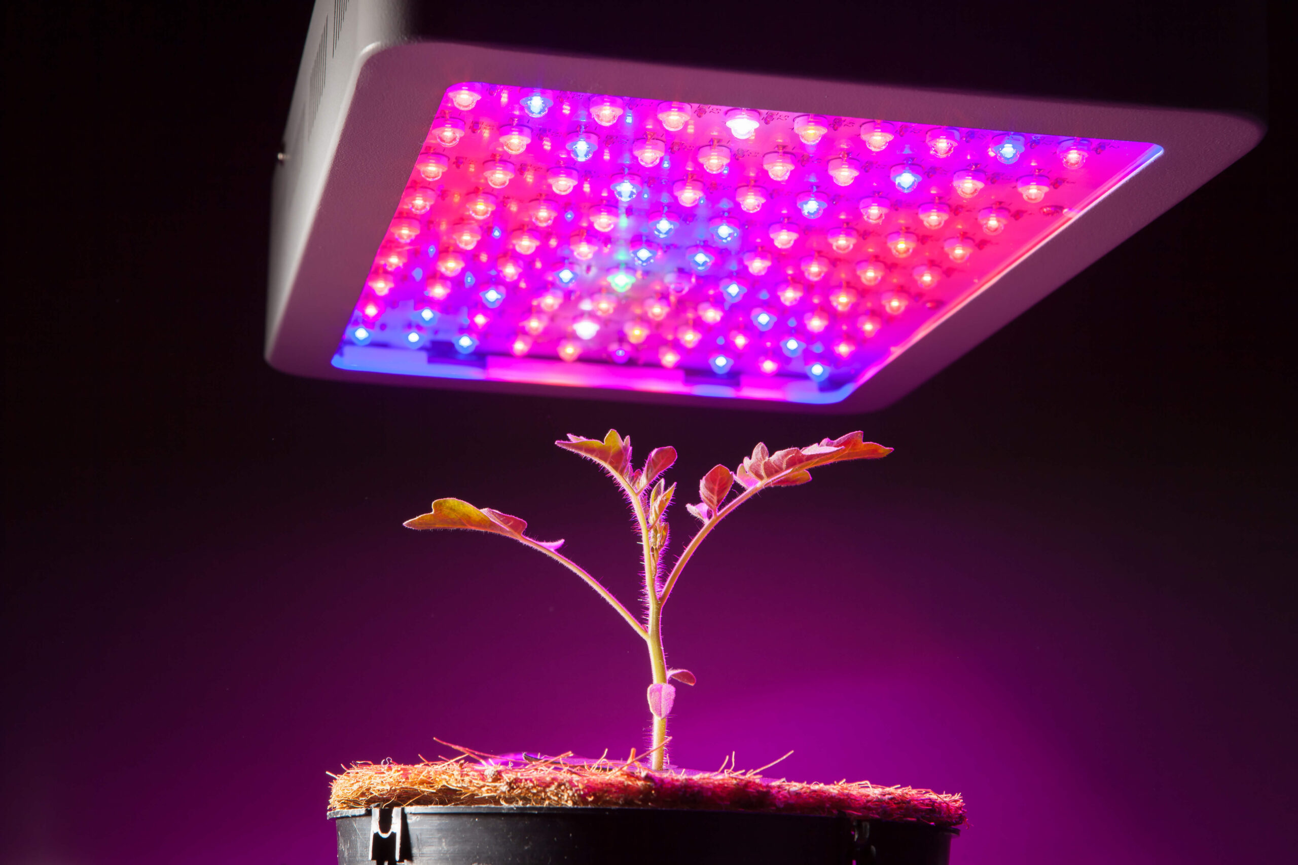 What Size LED Grow Light Do I Need: How Big Is The Best?