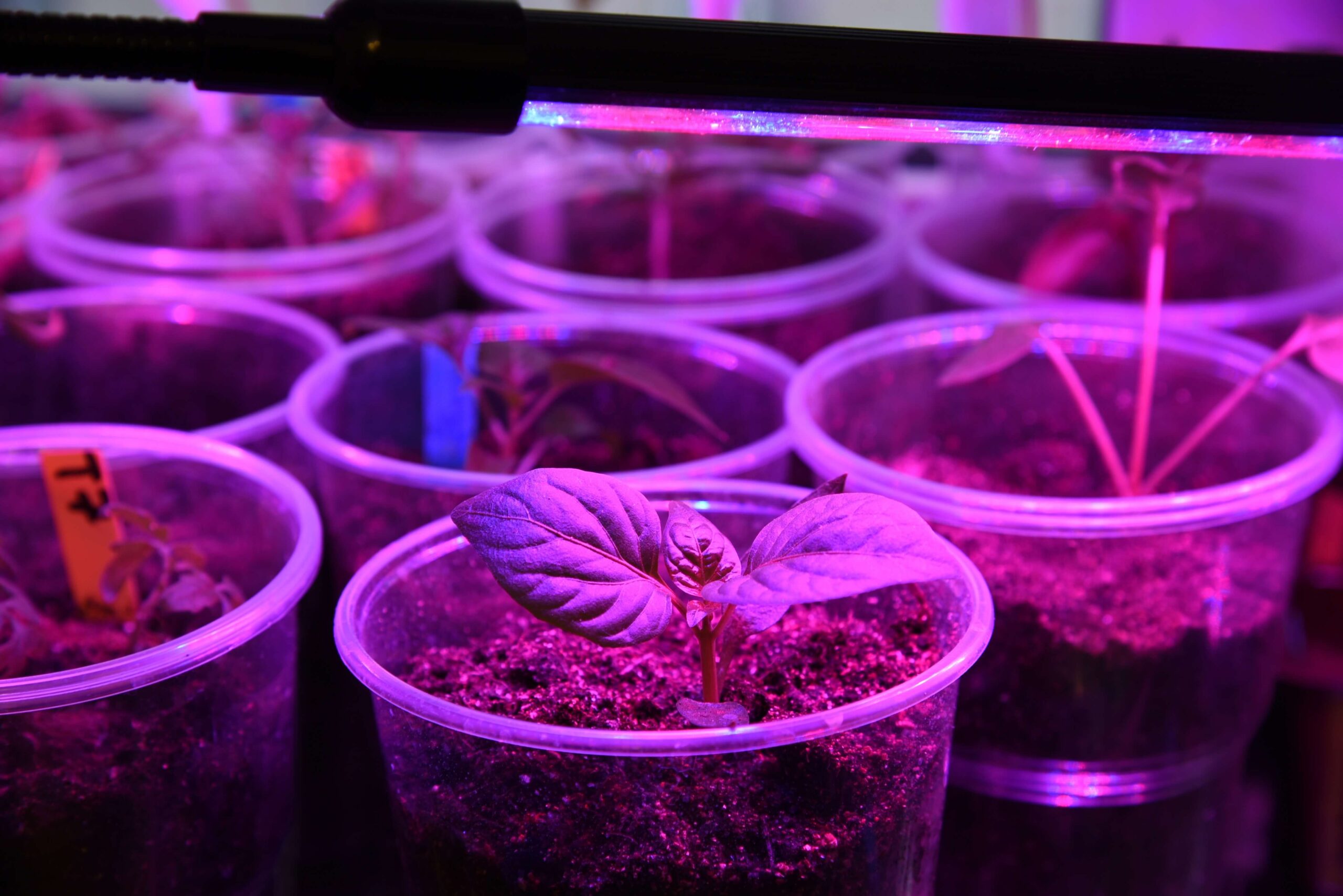 Why LED Grow Lights Give You Purple Light? Do Your Plants Need Ultraviolet (UV) Light?