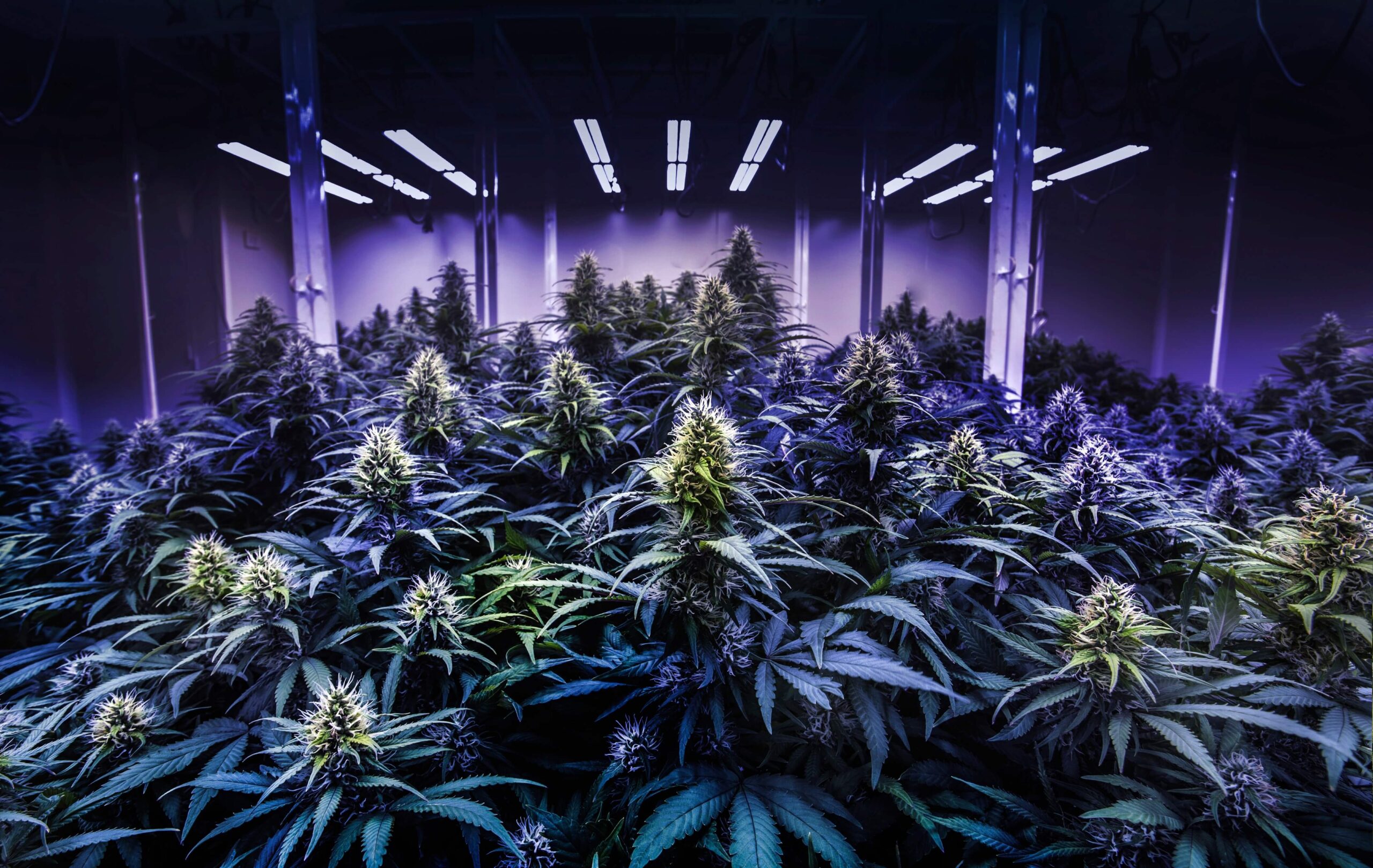 Blue Light spectrum Affect for Marijuana Plants Cultivation LED Grow Lights