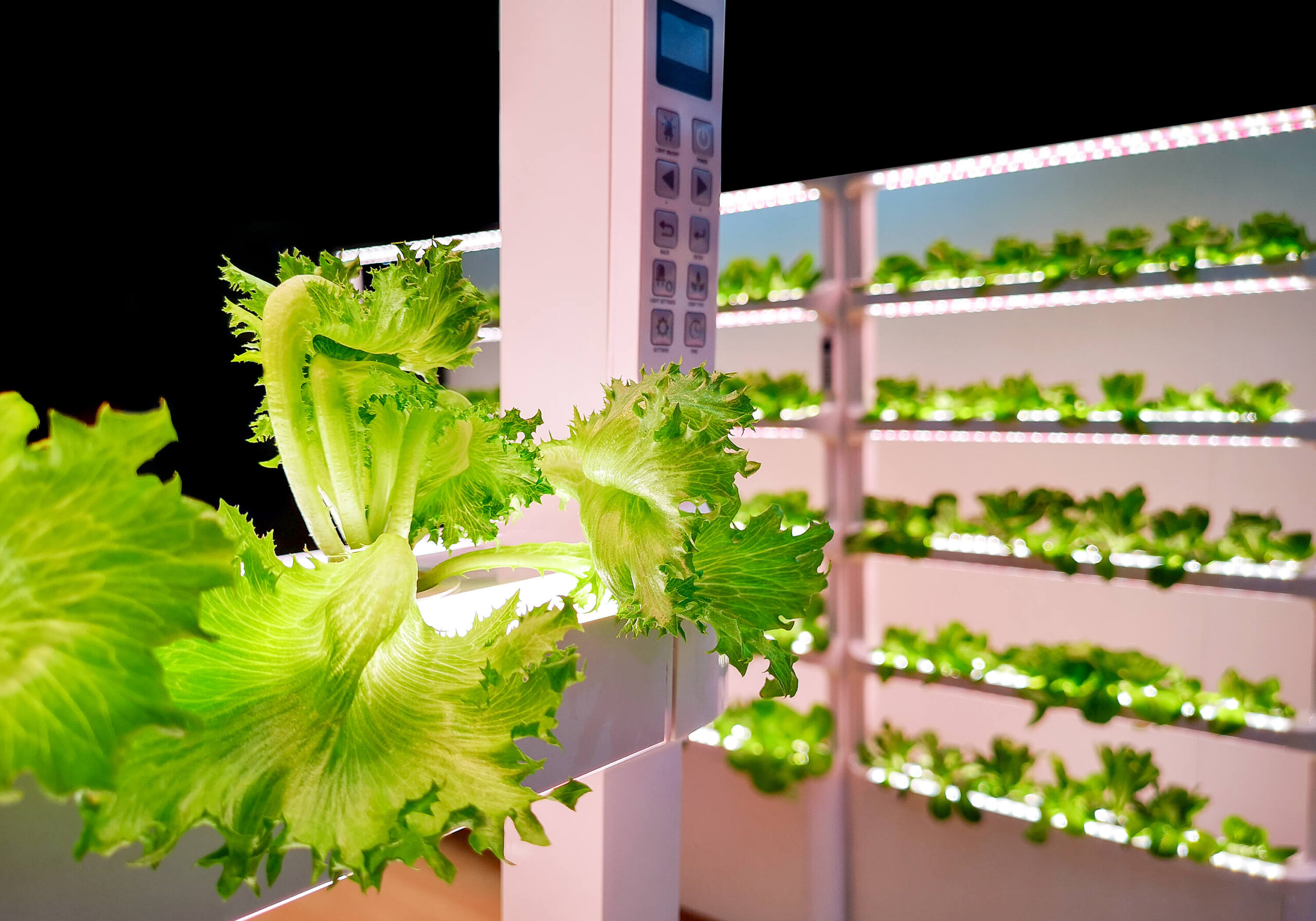 How Use Your Grow Lights To More Efficient Energy Consumption?