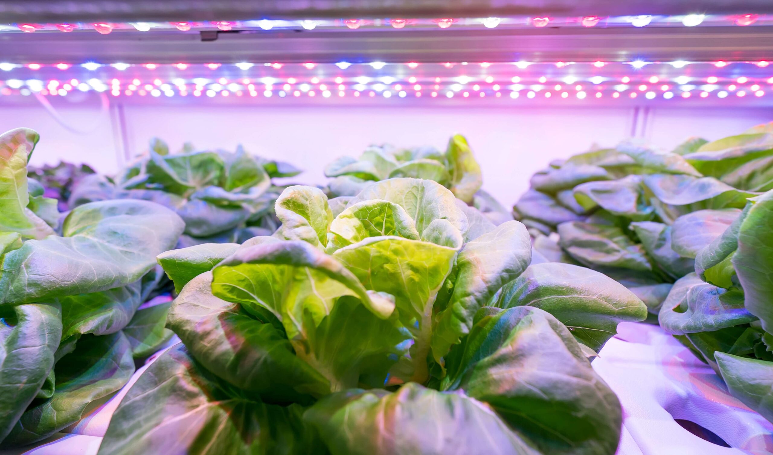 Some Secrets Behind The Full Spectrum LED Grow Lights: The Truth You Need To Know