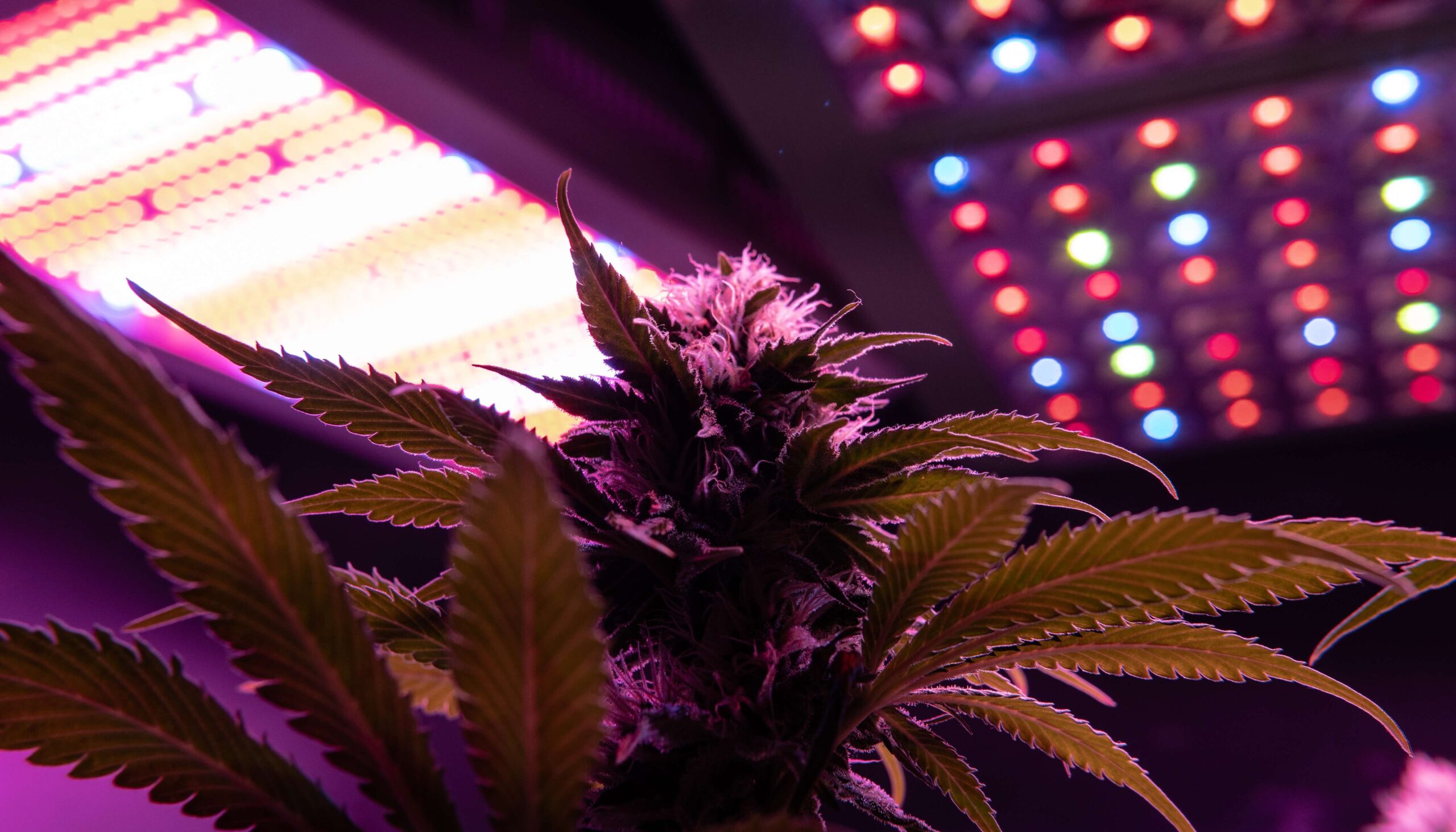 Grow Light Spectrum Compared: Full-Spectrum & Broad-Spectrum Which Is The Best？