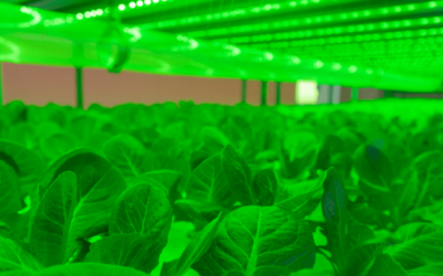 How Benefits Green LED Grow Lights Effects For Plants？