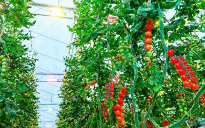 Supplemental LED Lighting Greenhouse Raise Tomato Yield And Quality: How To Grow?