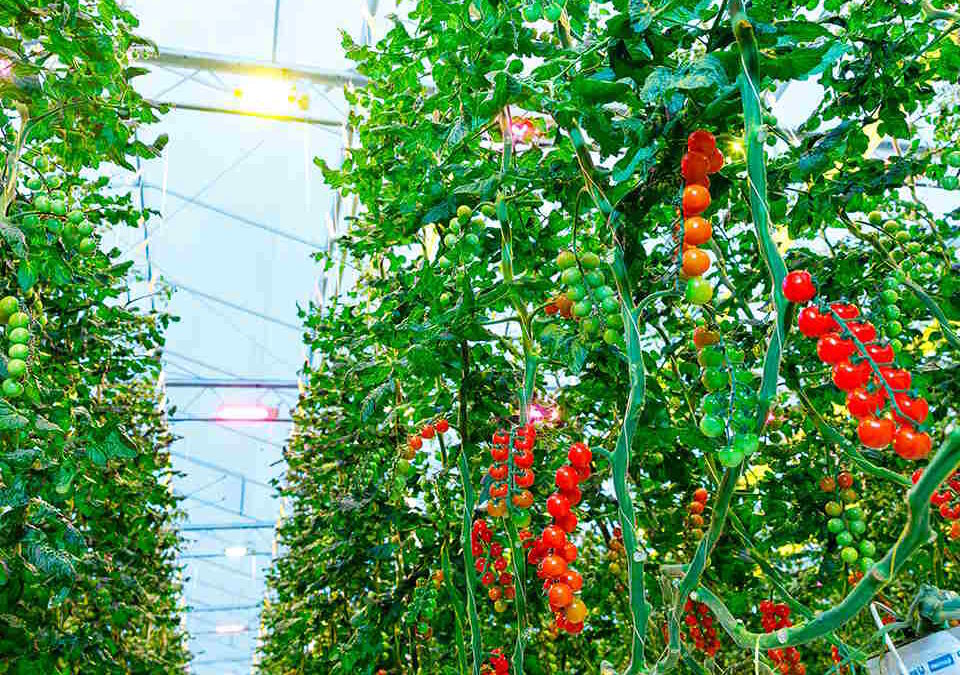 Supplemental LED Lighting Greenhouse Raise Tomato Yield And Quality: How To Grow?