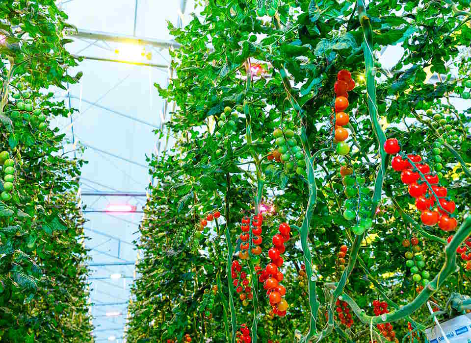 Greenhouse Supplemental Lighting Raise Tomato Yield & Quality