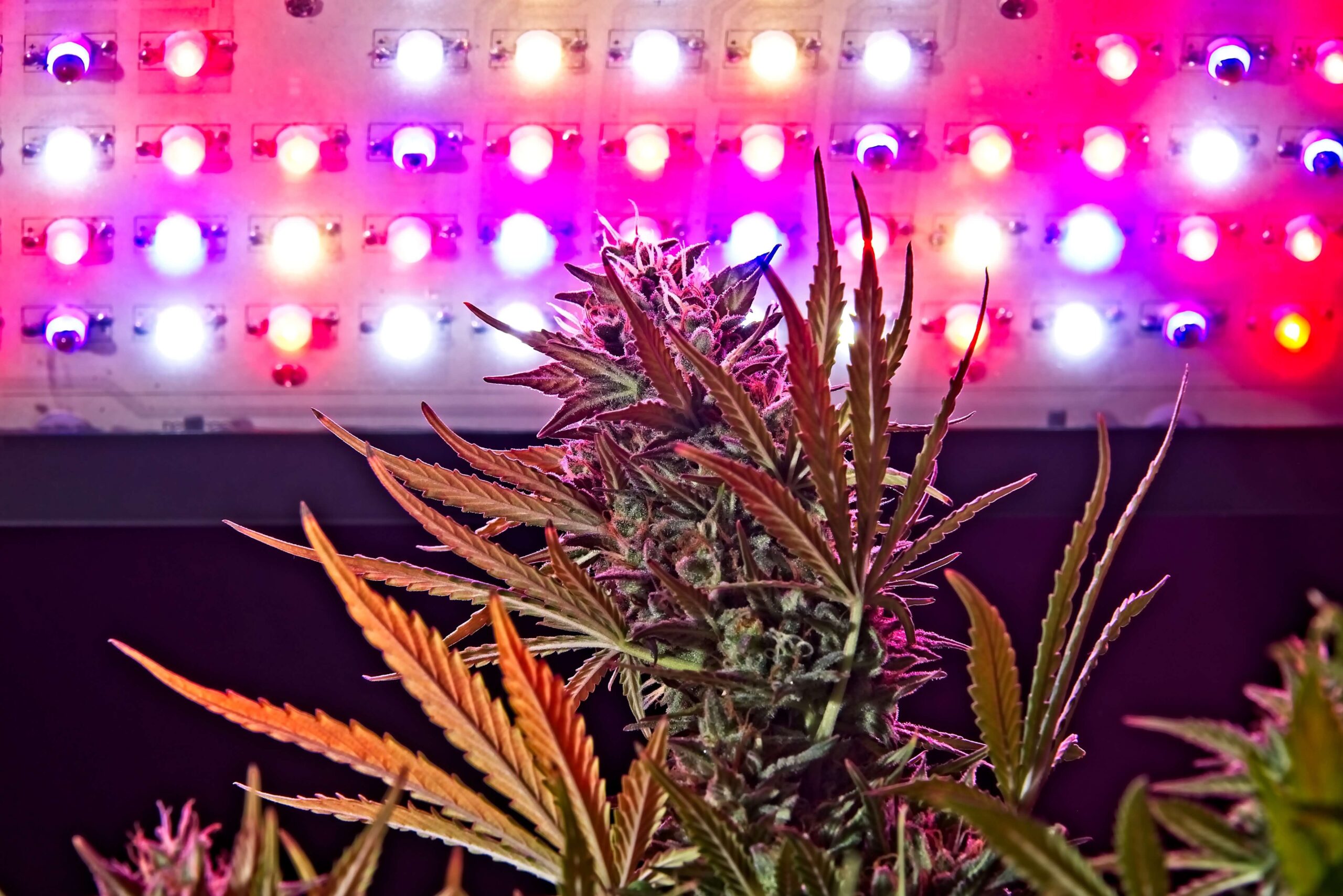 Simple Guide To Indoor Grow Light Spectrum-Learning Kelvin, Par & Spectrum For Plant Growth