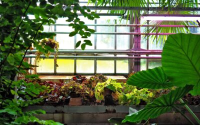 Why You Should Use Grow Lights For Indoor Garden: How Manage / Affect It?