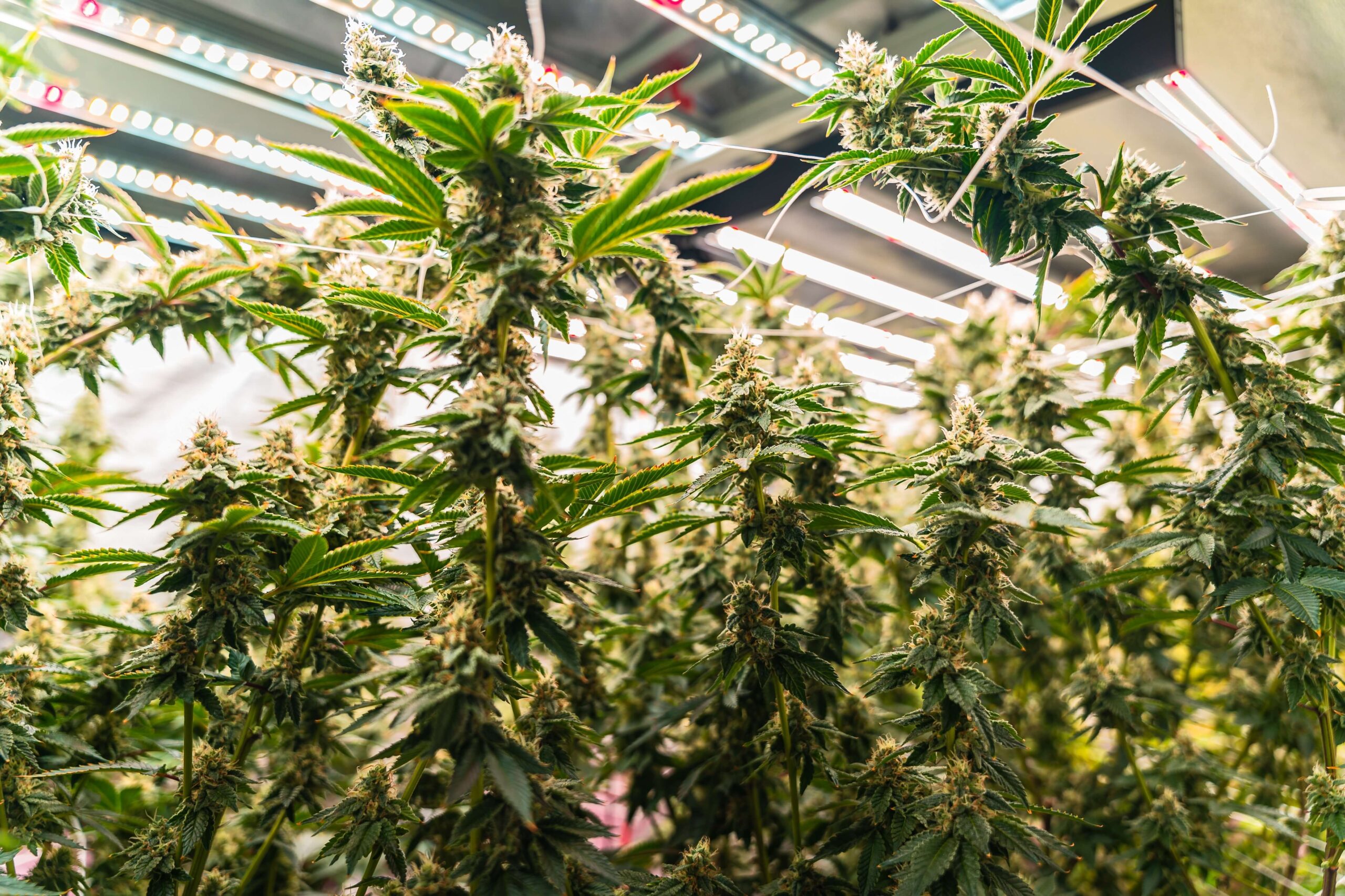 How LED Grow Light Improve Marijuana Cultivation?