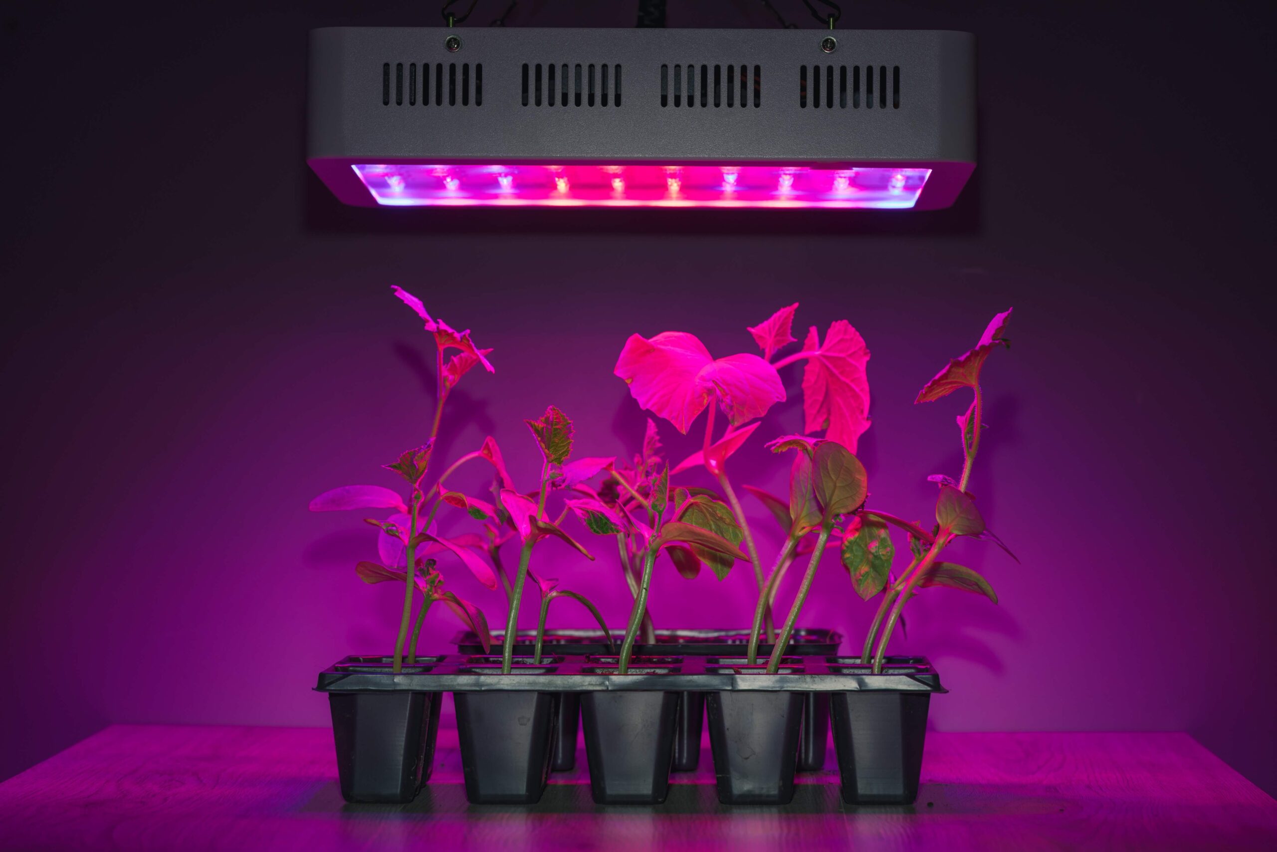 How Many Plants Do I Need Under For My LED Grow Lights Setup?  