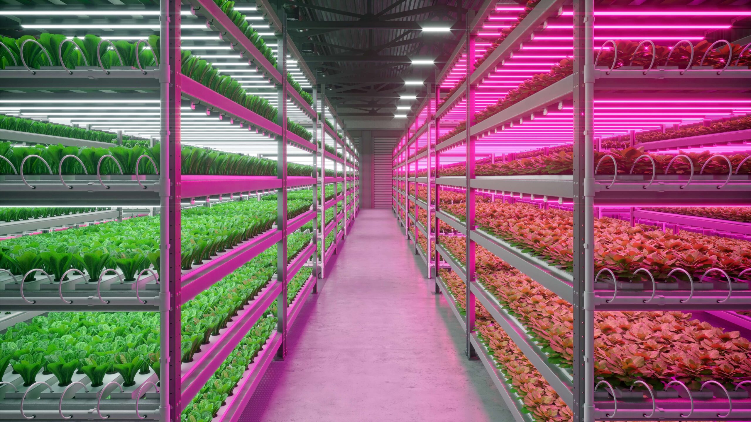 Influence Of LED Grow Light On Plant Grown Quality By Different Light Quality