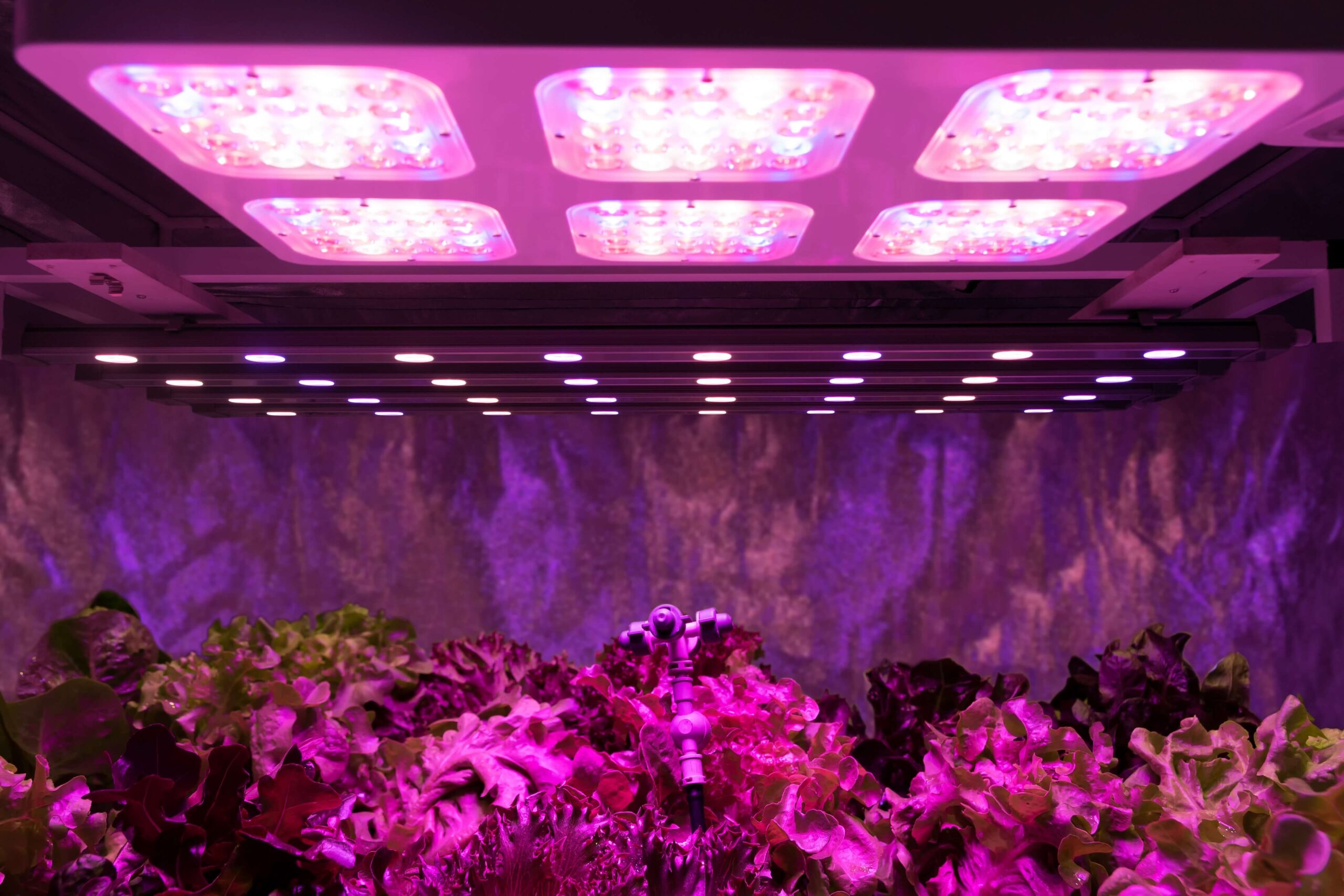 Determining The Ideal LED Grow Light Setup: What & How?