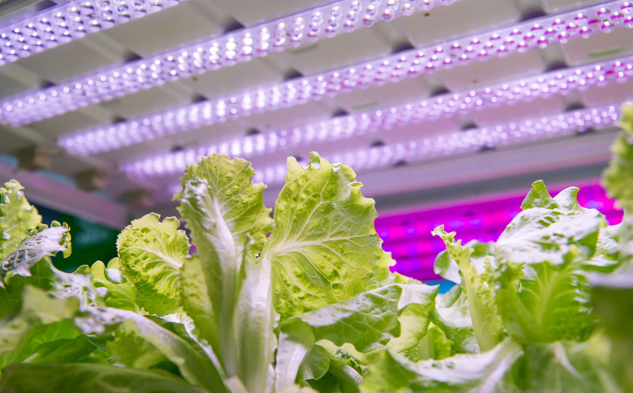 Indoor Growers: Know The Pros And Cons Of Using LED Grow Lights