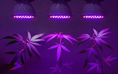 The Benefits Of Ultraviolet(UV) Wavelength LED Grow Lights Effect For Plants