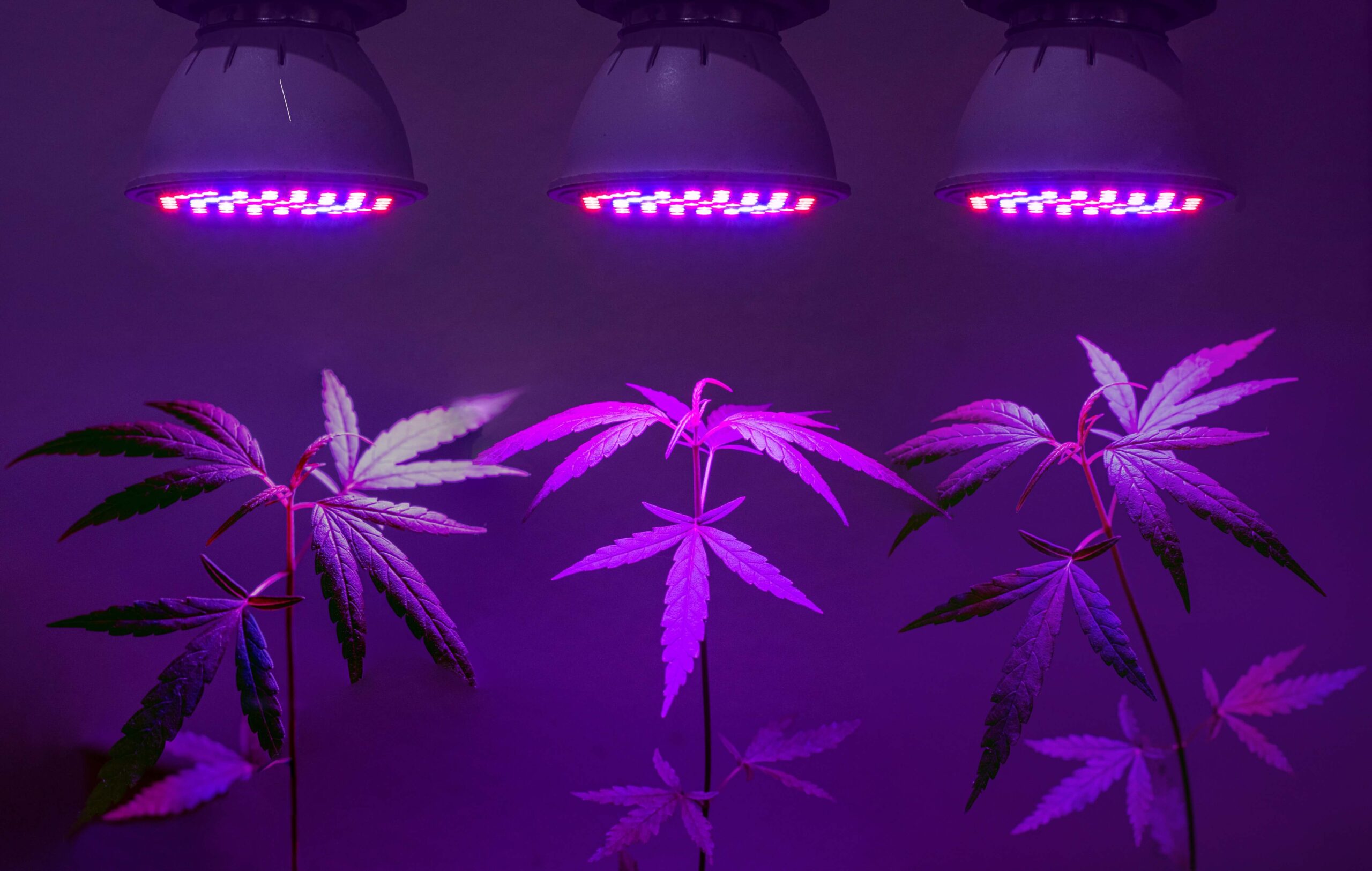 Benefits of ultraviolet(uv) wavelength led grow light effect for plants