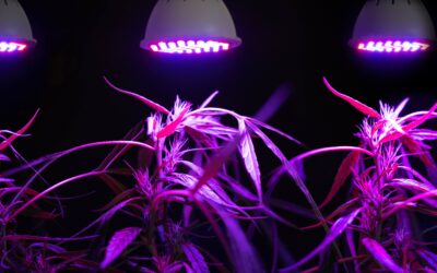 Which Better: Ultraviolet UV A/B/C LED Plant Grow Light?