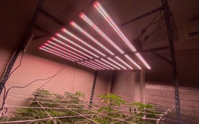 Best Wattage for LED Grow Lights: How to Choose for Indoor Plants