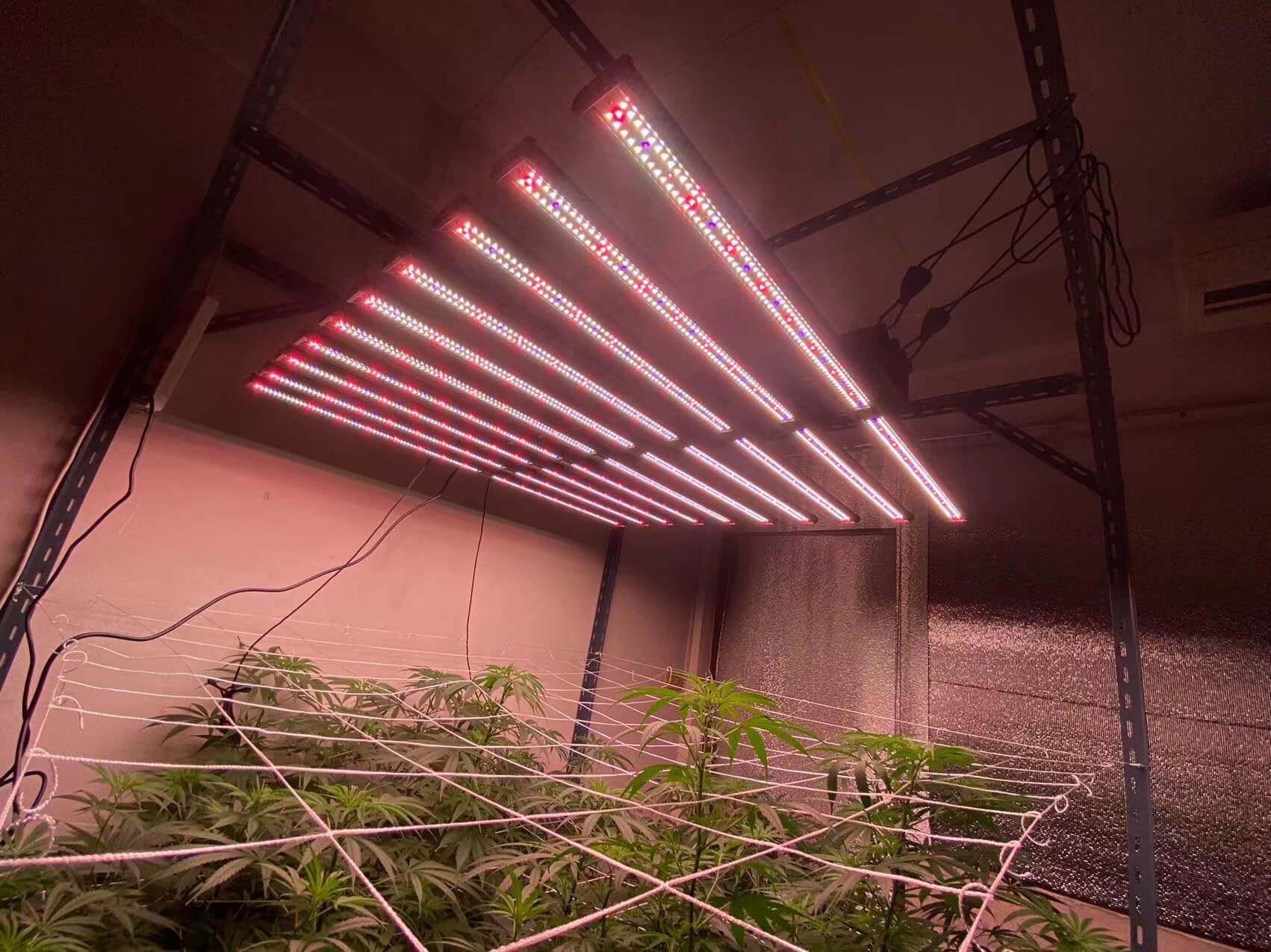 Essential Guide How LED Grow Lights Work and How to Use Them Featured image for blog post: Essential Guide: How LED Grow Lights Work and How to Use Them