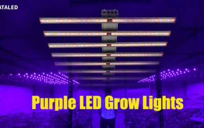 Why Are LED Grow Lights Purple: The Secret Behind Plant Growth
