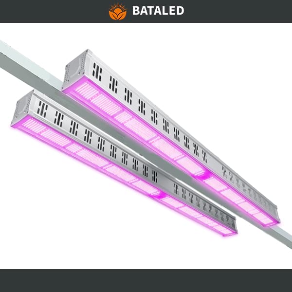 Recommend related products: BATA LED TYDG Series Greenhouse Grow Light 640W