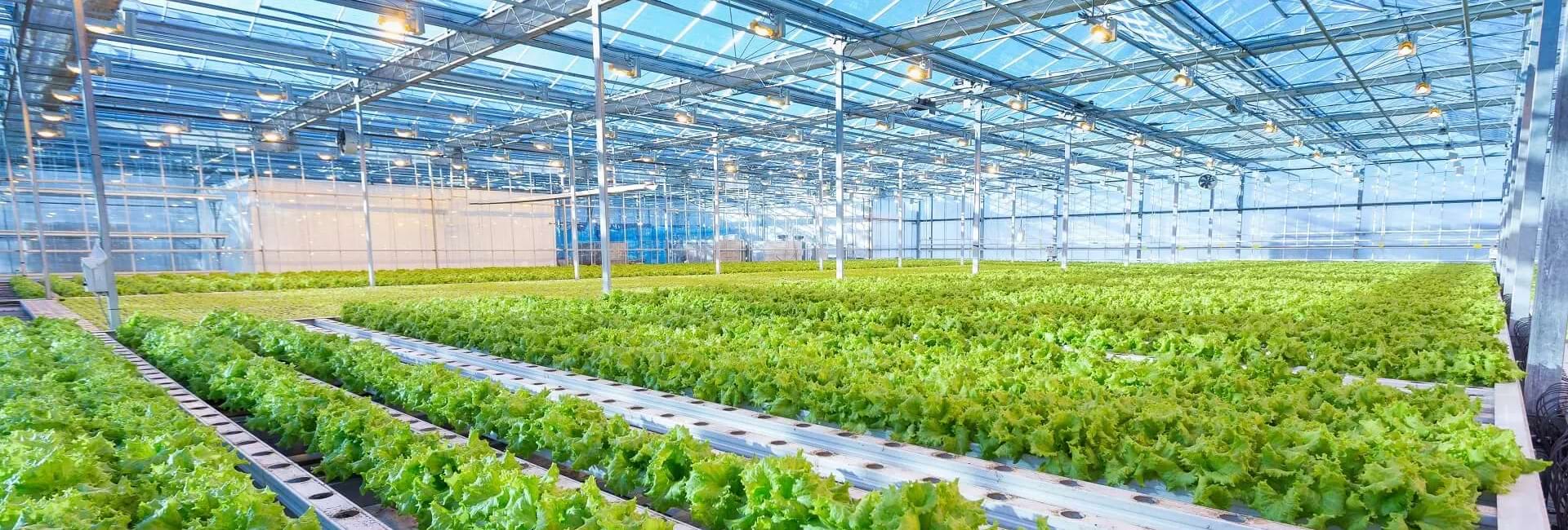 Home page banner image-greenhouse cultivation with BATA LED grow lights